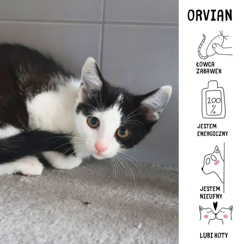 Orvian