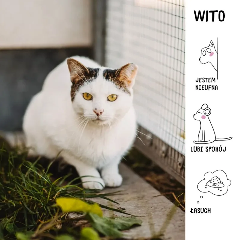 Wito