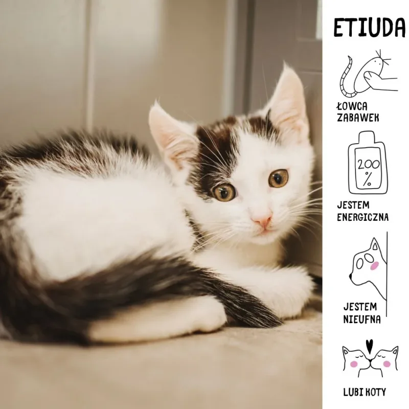 Etiuda