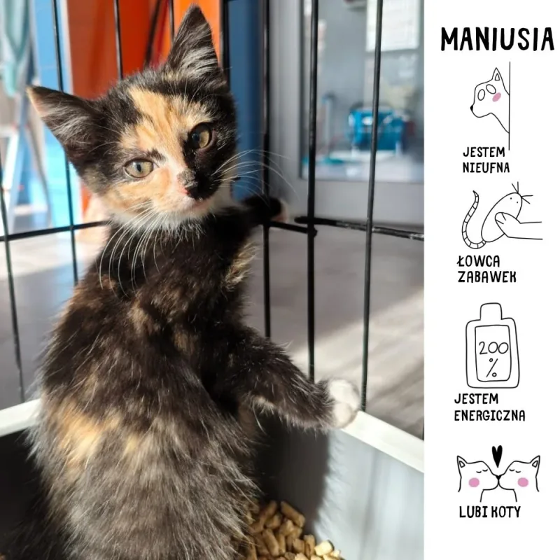 Maniusia