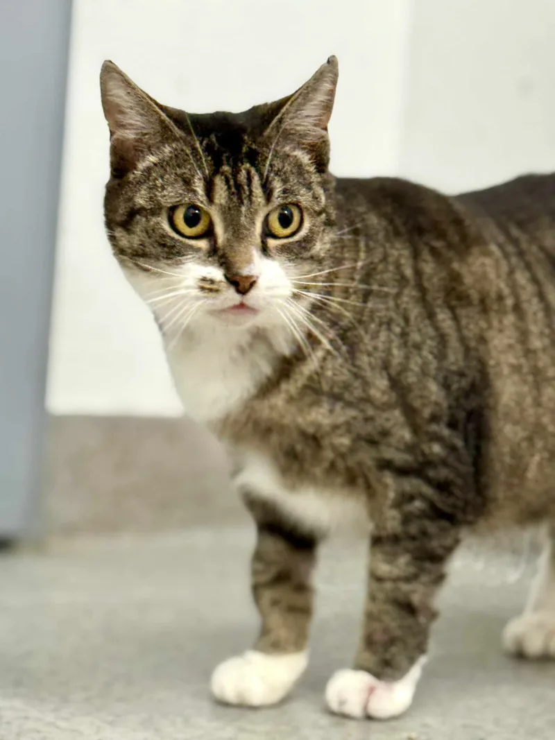 Mitzi