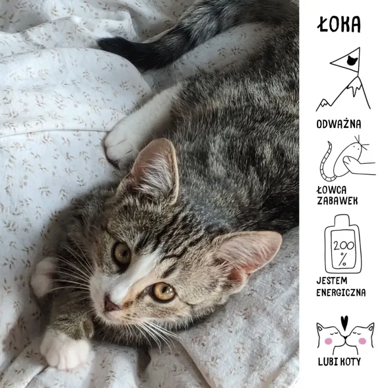 Łoka
