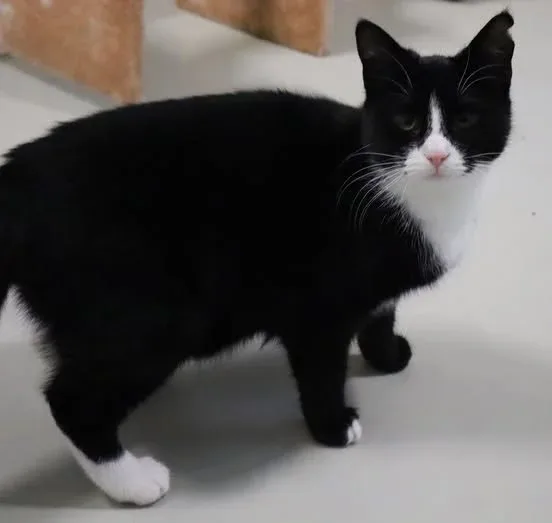 Tuzi