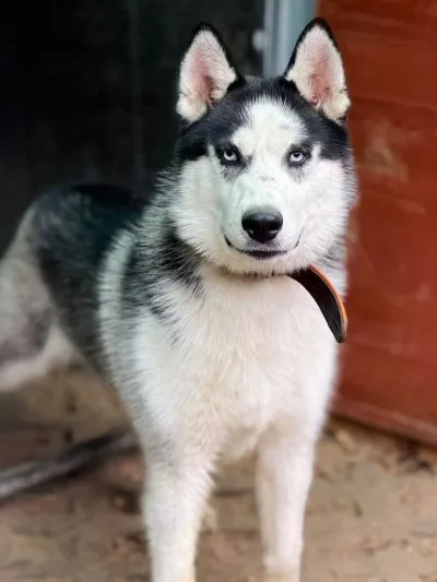 Nunuk