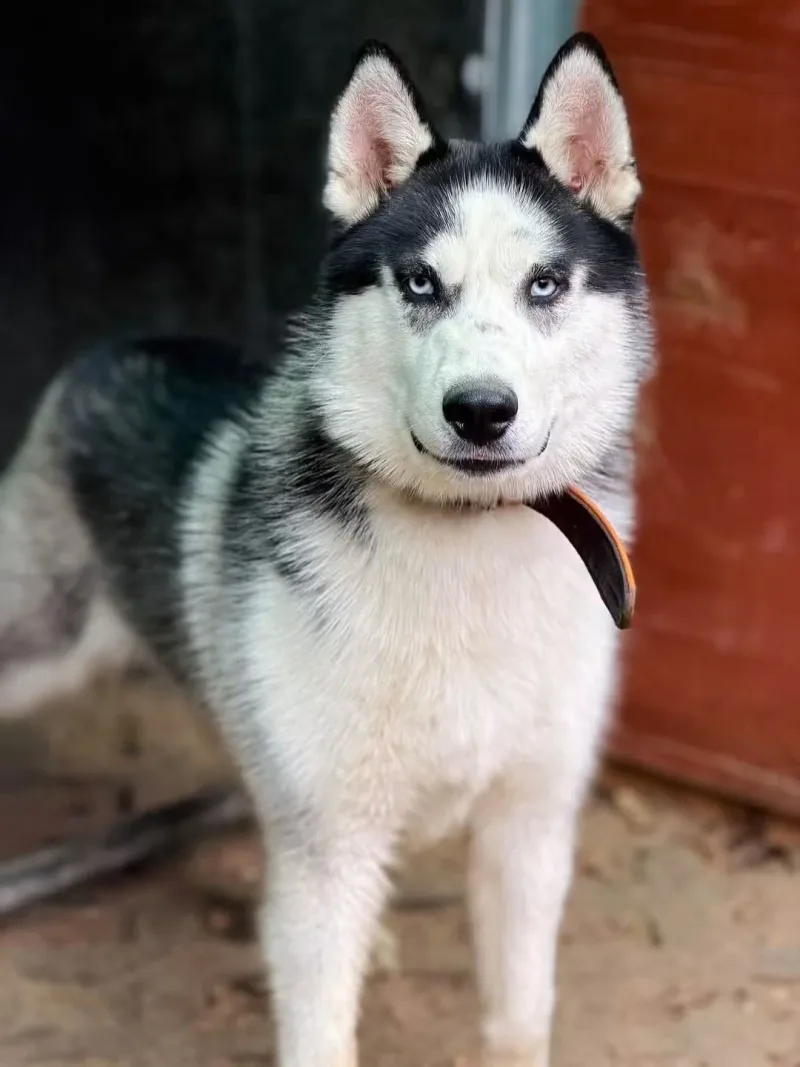 Nunuk