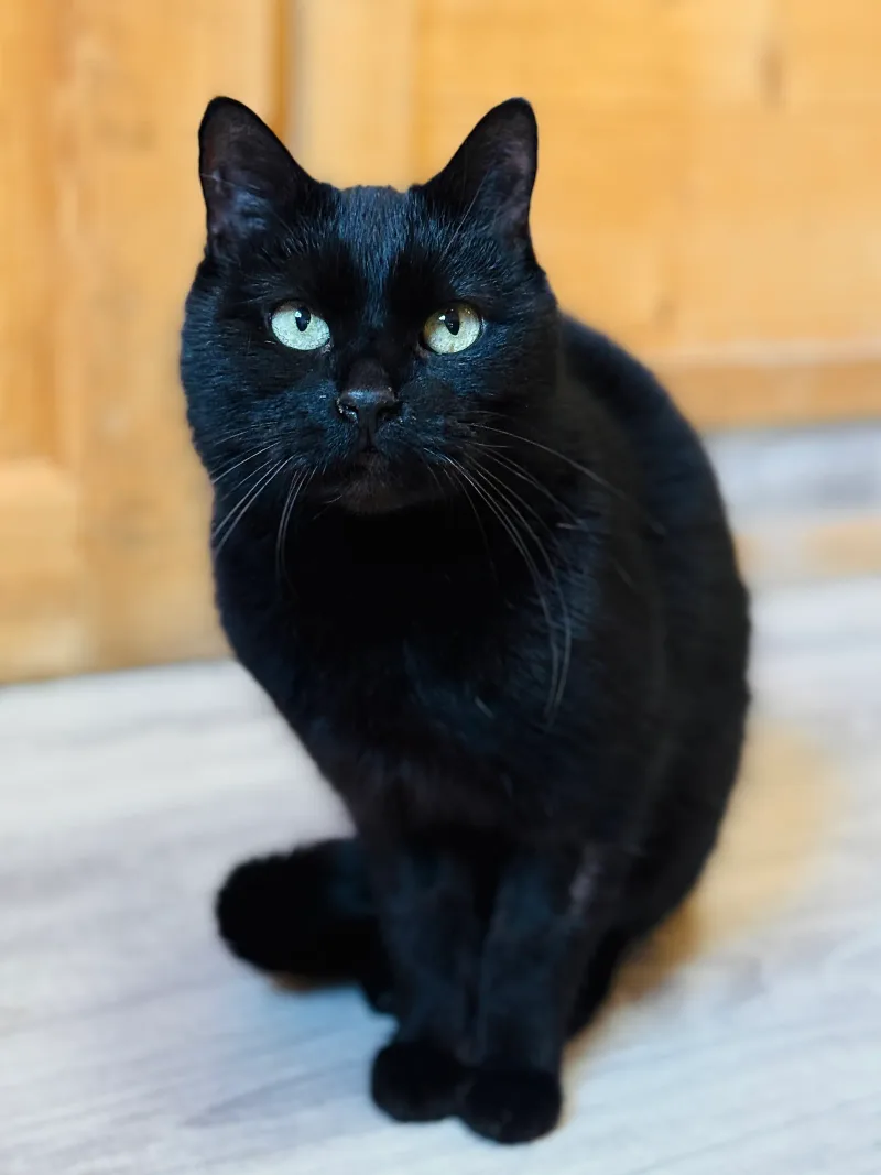 Hrabina