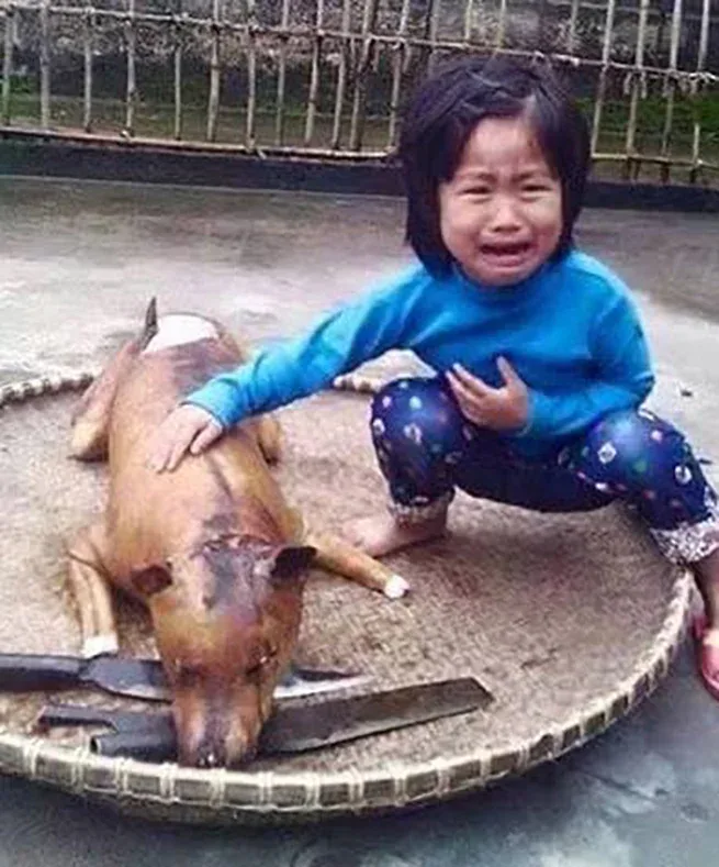 Apel o zaprzestanie festiwalu psiego mięsa w Yulin