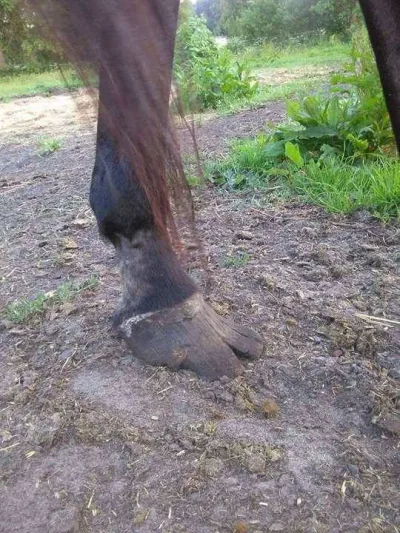 Interwencja w sprawie koni z okolic Gorzowa