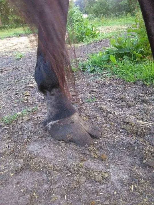 Interwencja w sprawie koni z okolic Gorzowa