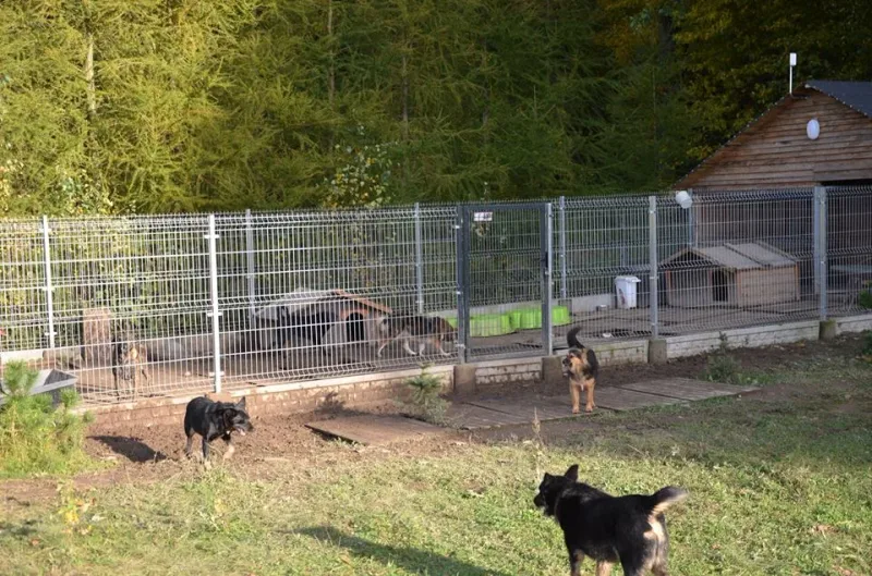 Azyl dla dzikich psów w Mikołajewie