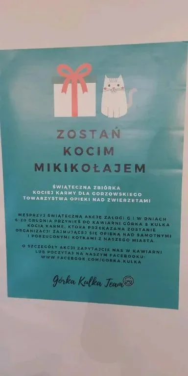 Zbiórka karmy dla bezdomnych kotów w kawiarni Górka i Kulka