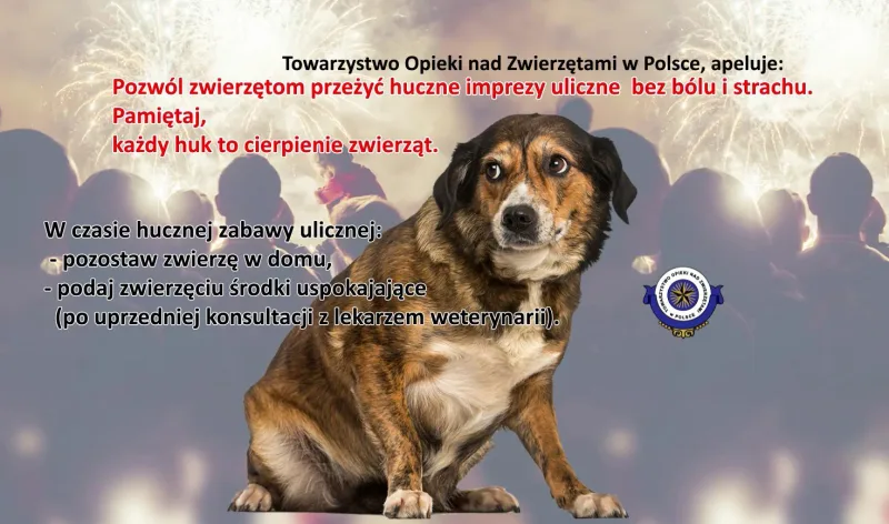 Apel o zabezpieczenie zwierząt domowych w noc sylwestrową