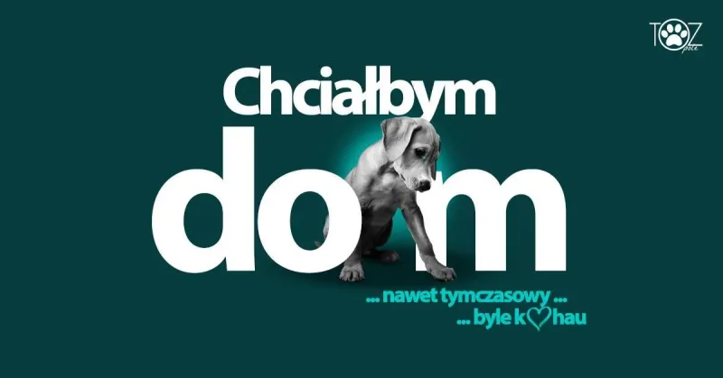 Domy tymczasowe dla zwierząt w potrzebie