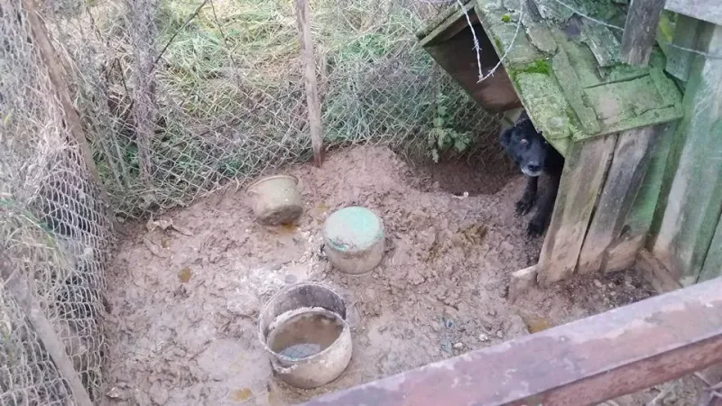 Barnaba odebrany właścicielowi czeka na adopcję