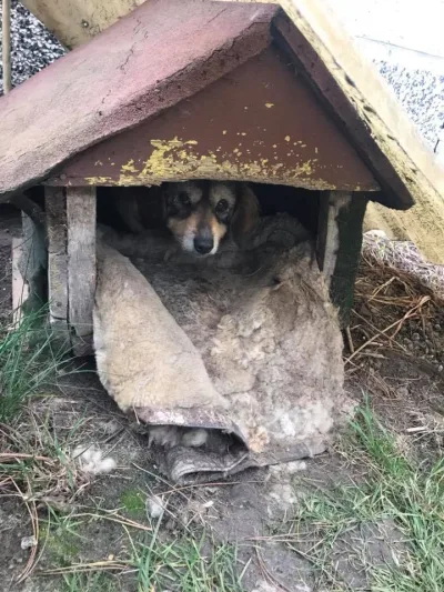 Interwencja w sprawie psów na wsi pod Tarnowem