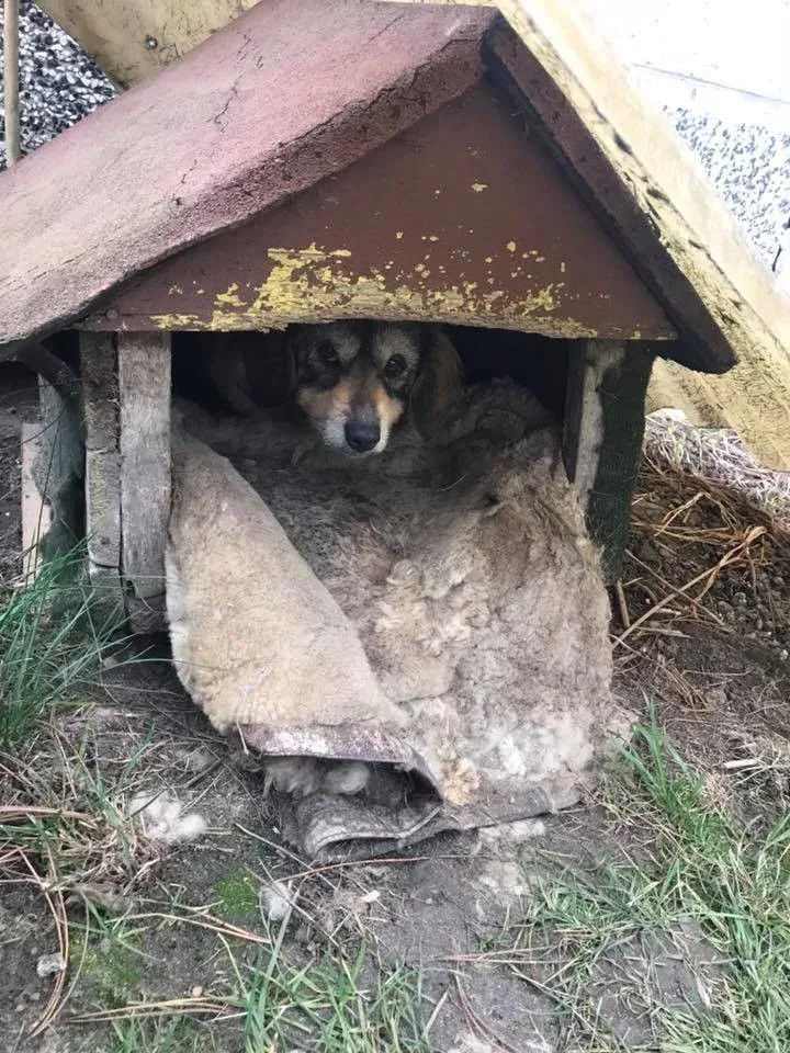Interwencja w sprawie psów na wsi pod Tarnowem