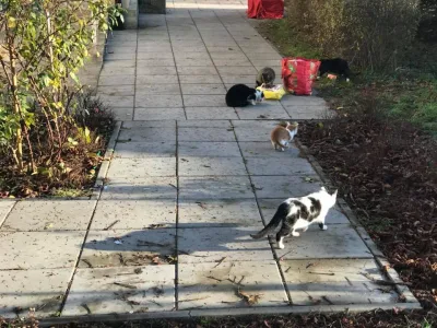 Kocia stołówka w Tarnowie działała cały rok