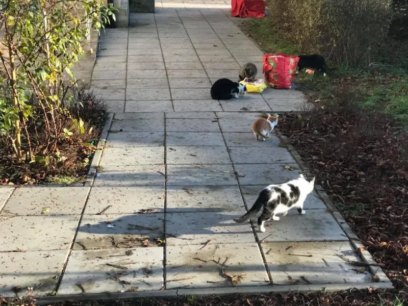 Kocia stołówka w Tarnowie działała cały rok