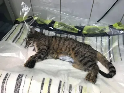 Zmniejszenie budżetu na pomoc zwierzętom w Tarnowie