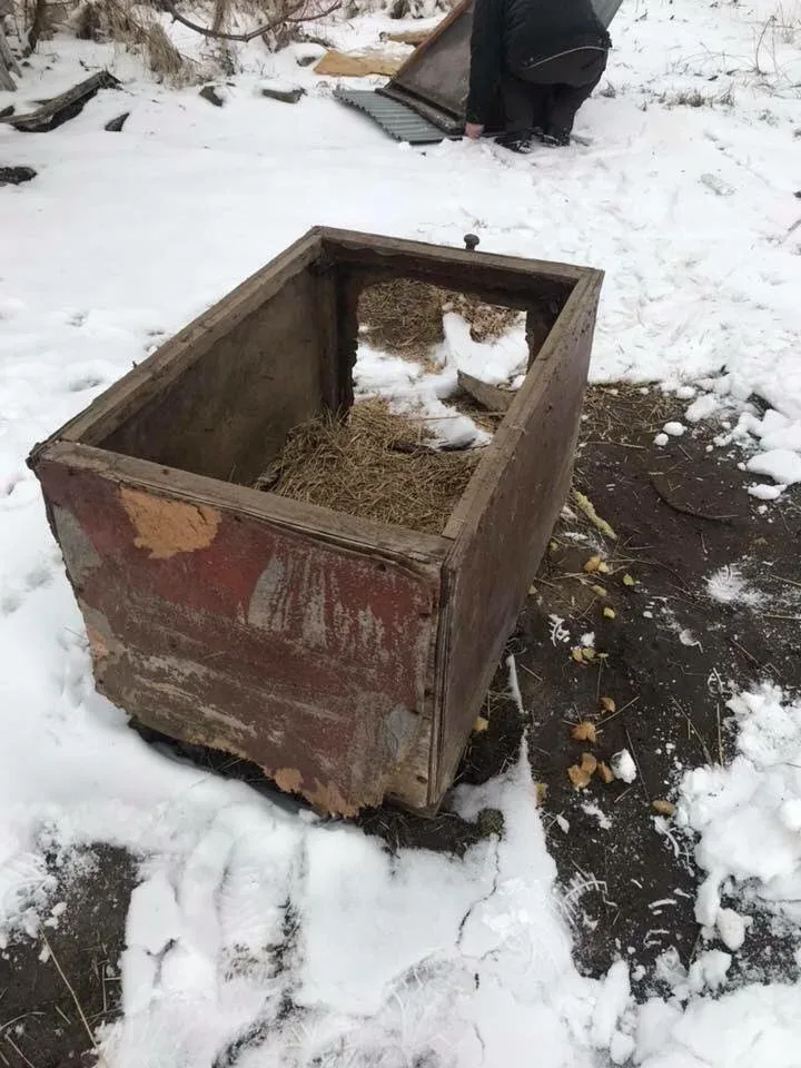 Pomoc dla psa z nową, ciepłą budą