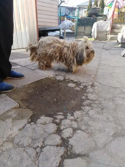 Interwencja TOZ Tarnów w sprawie zaniedbanego psa