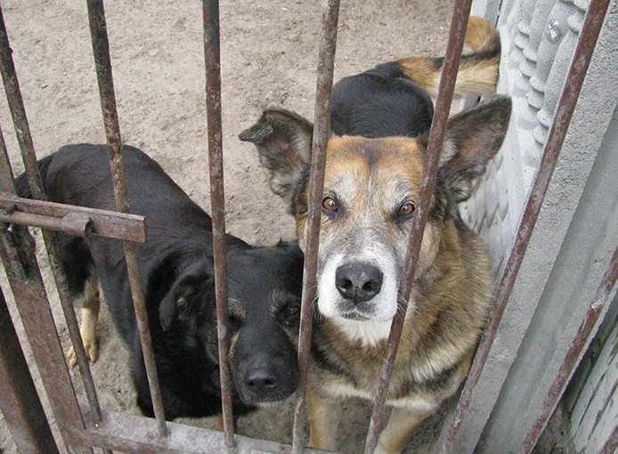 Adopcja psa lub kota na wiosnę