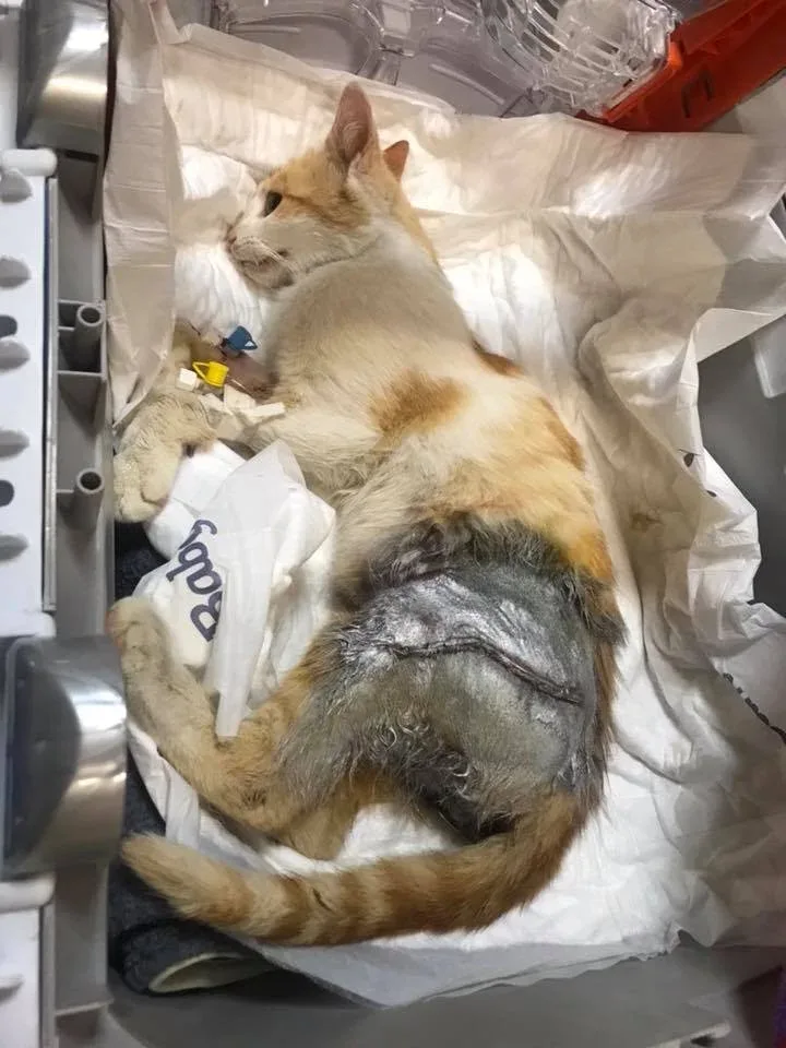 Interwencja: uratowany kociak po wypadku