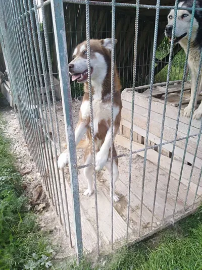 Pomoc dla psów z likwidowanej hodowli