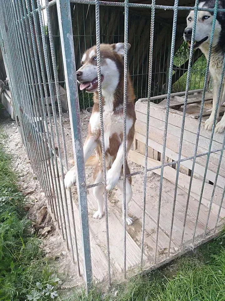Pomoc dla psów z likwidowanej hodowli
