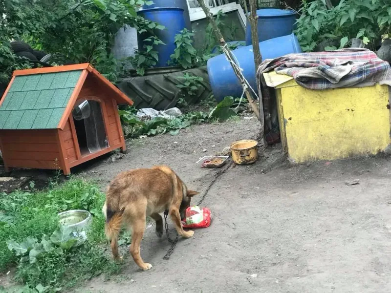 Nowa buda dla psa z łańcucha