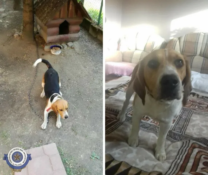 Szczęśliwa adopcja psa z ciężkiego łańcucha