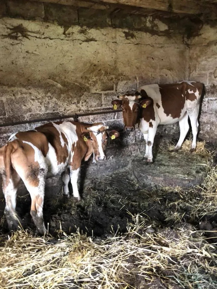 Interwencja TOZ Tarnów w sprawie krów z Machowej
