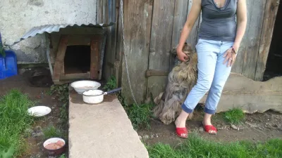 Interwencja dotycząca zaniedbanych psów w lipcu 2018