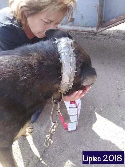 Interwencja zakończona poprawą warunków psa