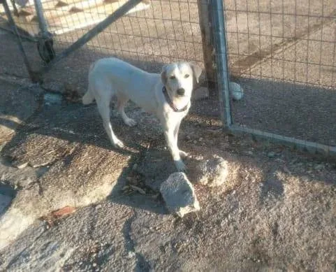 Adopcja suni Daisy z Grecji zakończona sukcesem