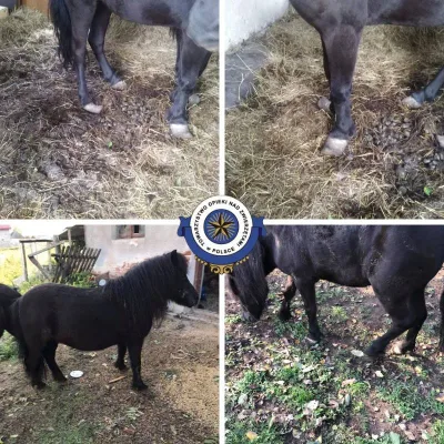 Interwencja TOZ Tarnów w sprawie zaniedbanych kucyków