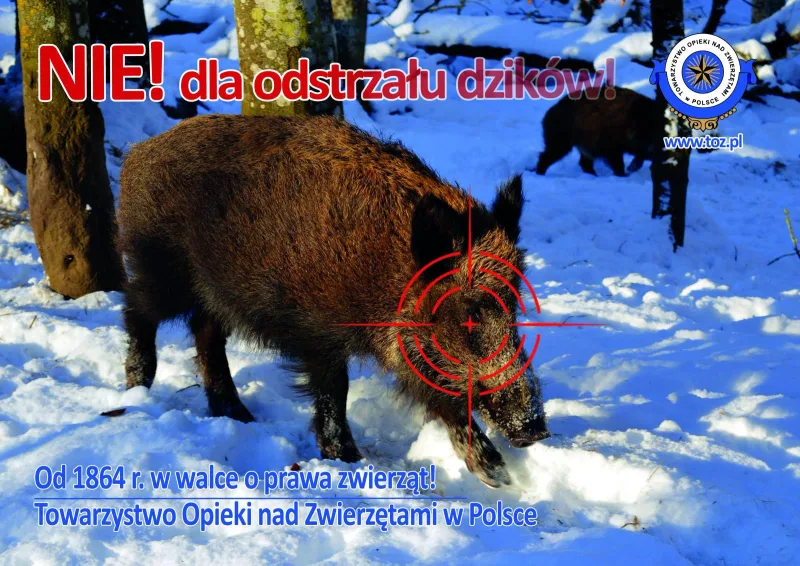 Stanowisko TOZ przeciwko odstrzałowi dzików