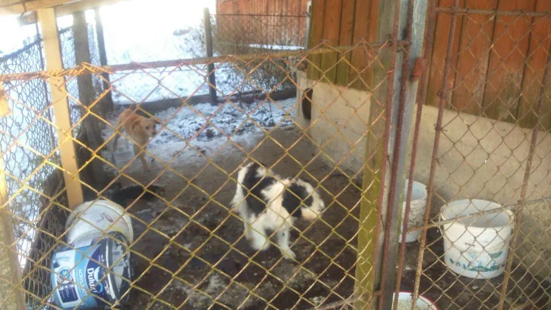 Interwencja w Muszynce zakończona odebraniem zwierząt