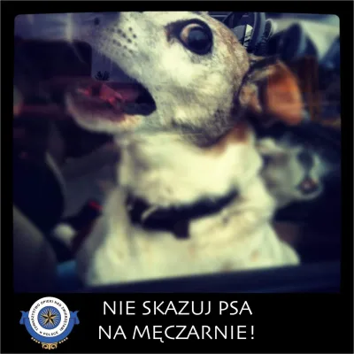 Apel o ochronę zwierząt przed upałami