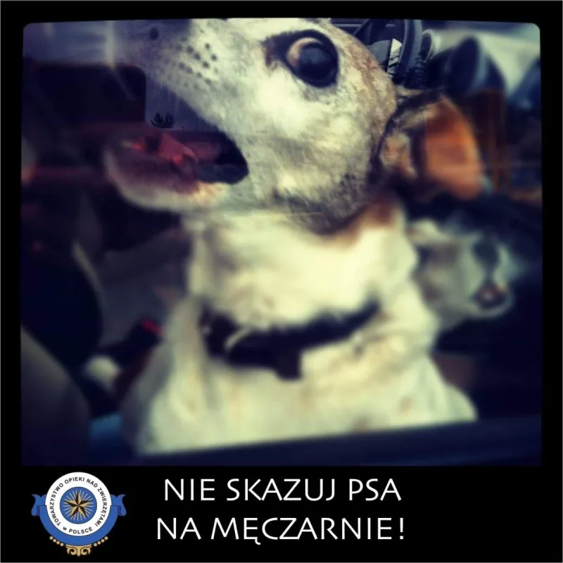 Apel o ochronę zwierząt przed upałami