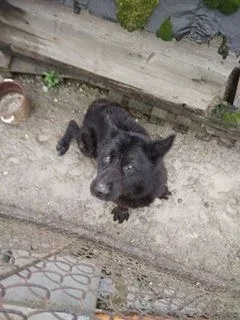 Interwencja w sprawie zaniedbanego psa pod Tarnowem