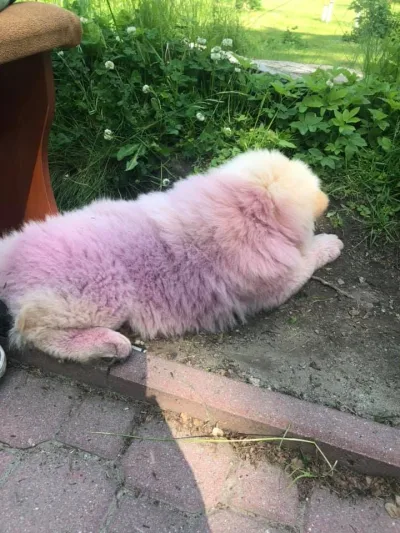 Interwencja w Krynicy-Zdroju: pies chow chow