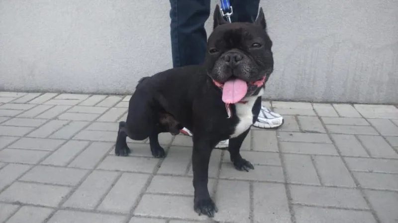 Interwencja w sprawie znęcania się nad psem w Nowym Sączu