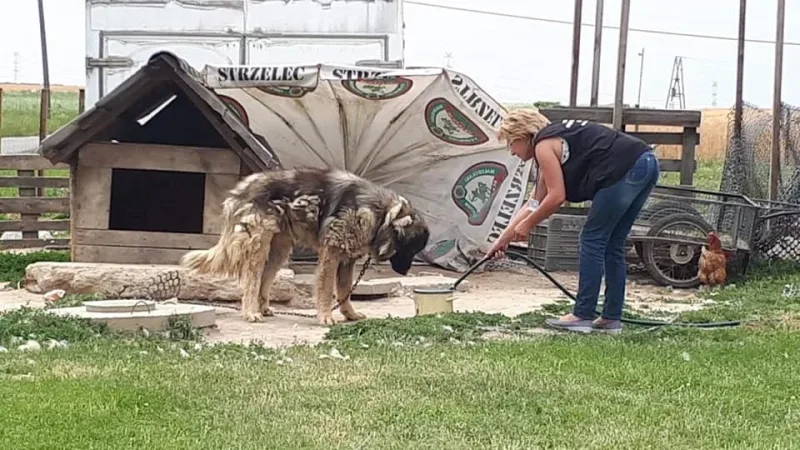 Interwencja w sprawie zaniedbanego psa na łańcuchu