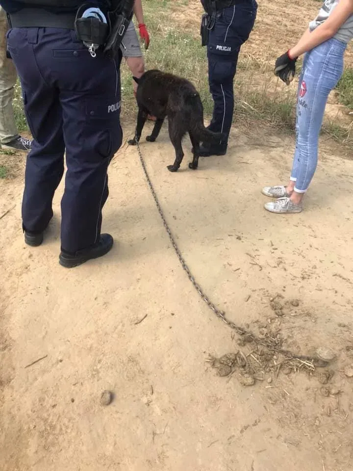 Interwencja w sprawie psa na podtarnowskiej wsi