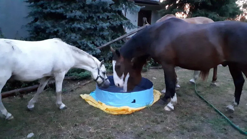 Podziękowania dla firmy zooplus.pl za wsparcie