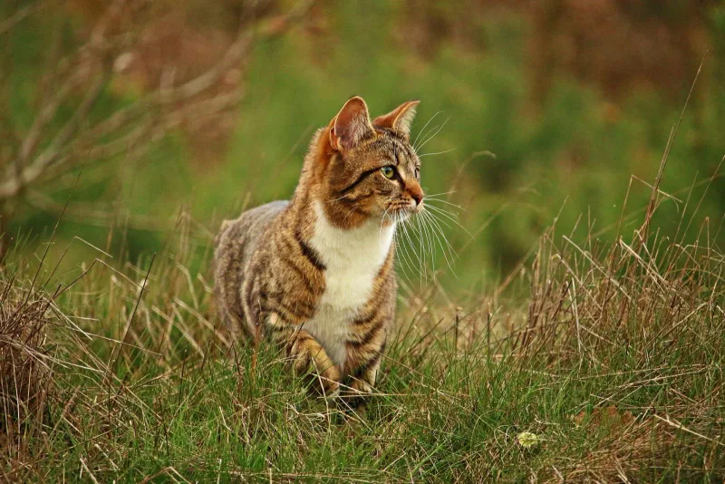 Metoda TNR w działalności TOZ w Piastowie