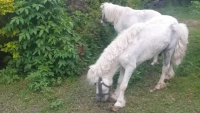 Interwencja w sprawie kucyków karmionych niewłaściwie