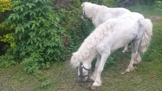 Interwencja w sprawie kucyków karmionych niewłaściwie