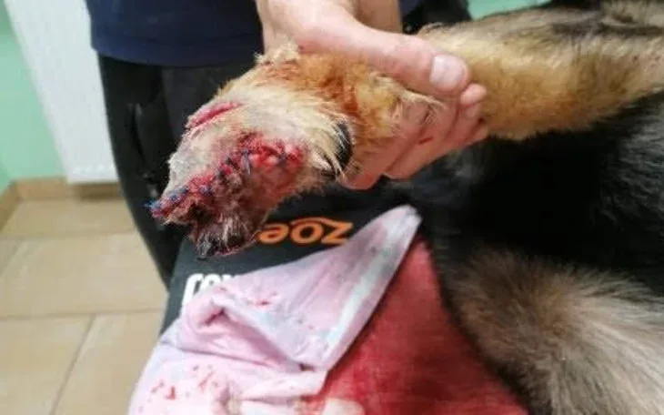 Interwencja: pies Tako uratowany z rowu